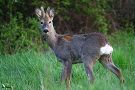 Srnec lesný - Capreolus capreolus