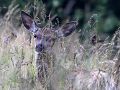 Jelenica. Jeleň lesný - Cervus elaphus