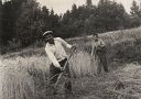 Ručná žatva obilia pri osade Baranie. Bratia Blaščákovci.
