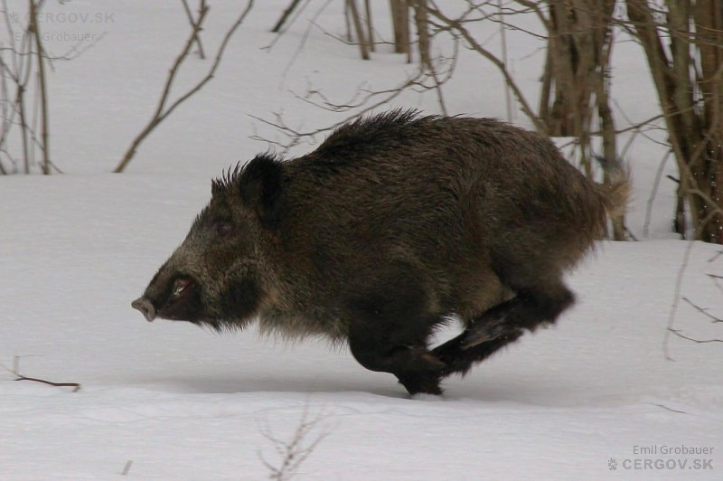 Diviak lesný - Sus scrofa