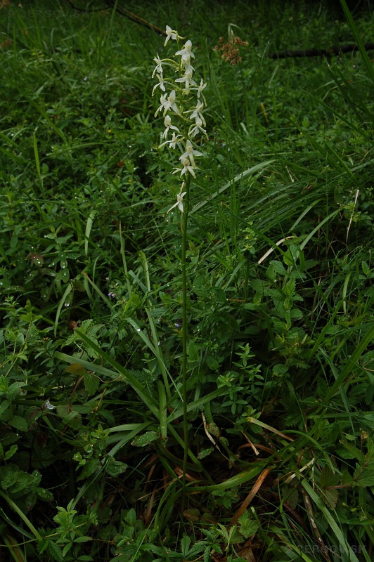 Vemenník dvojlistý - Platanthera bifolia