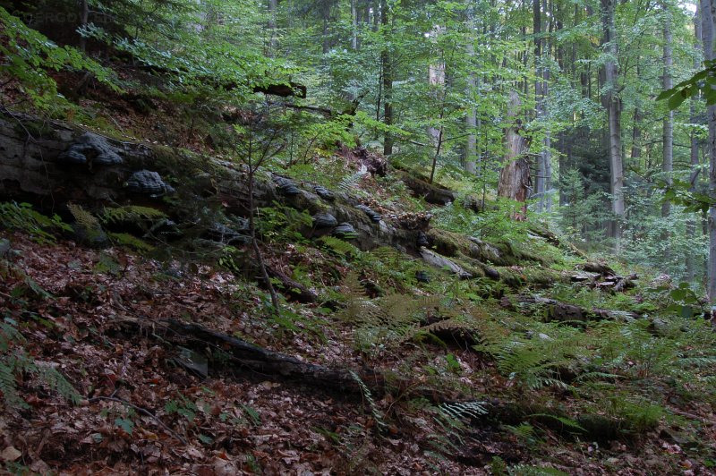 Národná prírodná rezervácia Čergovský Minčol