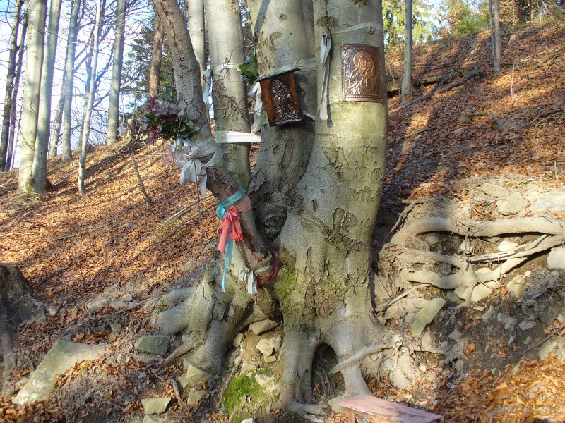 Buk pri studničkách v oblasti Lazivské pri obci Čirč