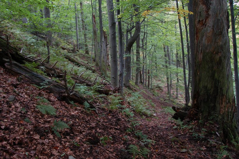 Národná prírodná rezervácia Čergovský Minčol