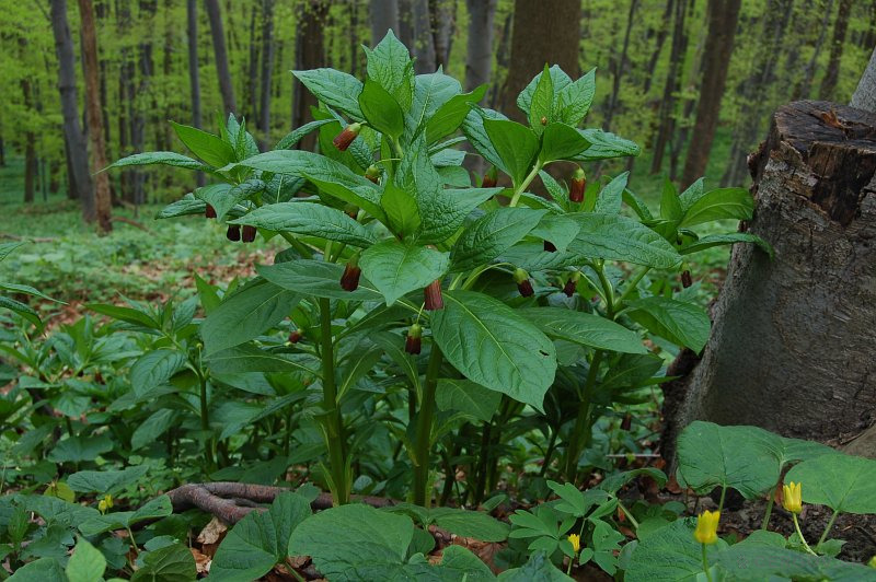 Skopólia kranská (Scopolia carniolica Jacq.)