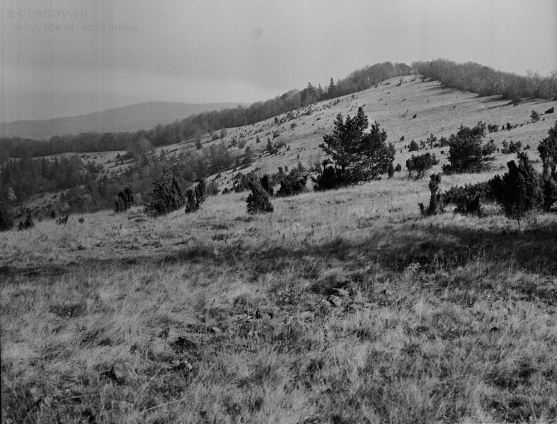 Pohľad na horské vrcholové lúky od Okrúhlej smerom k Ostrému kameňu