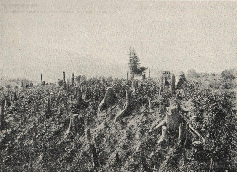 Pole založené na býv. lesnom pozemku s 2 ročnými pňami a s kultúrami zemiakov. Bez udania lokality. Str. 387