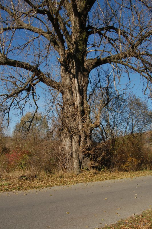 Topoľ čierny pri Ľutine