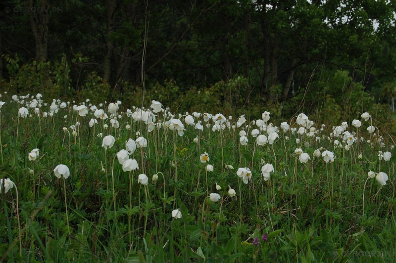 Veternica lesná - Anemone sylvestris 