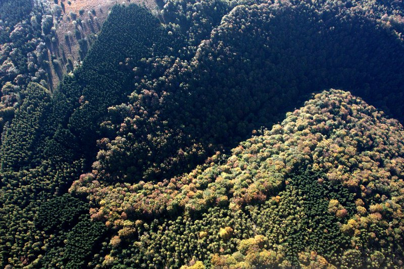 Horská lúka vrchu Čergov umelo zalesnená ihličnanmi