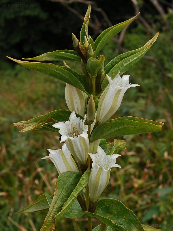Horec luskáčovitý biely (Gentiana asclepiadea 'Alba')