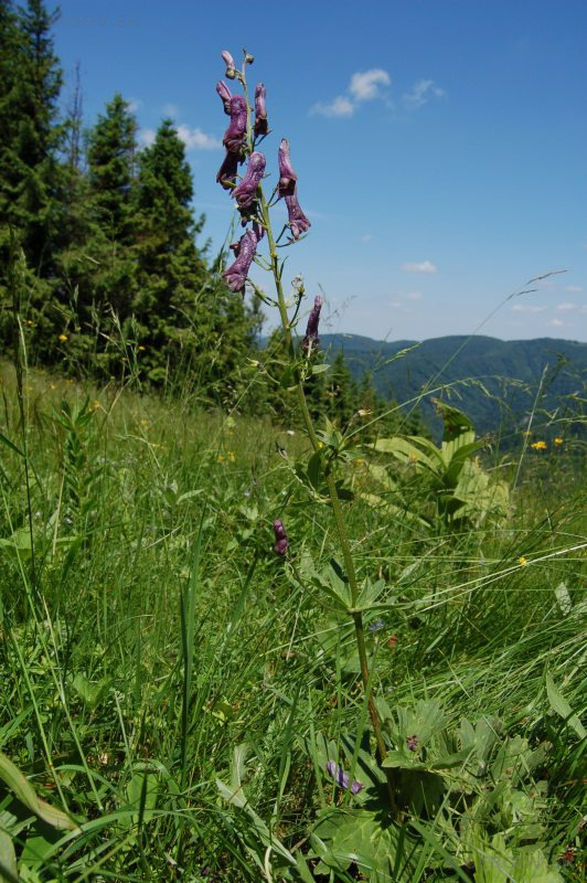 Prilbica moldavská - Aconitum moldavicum