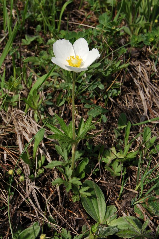 Veternica lesná - Anemone sylvestris