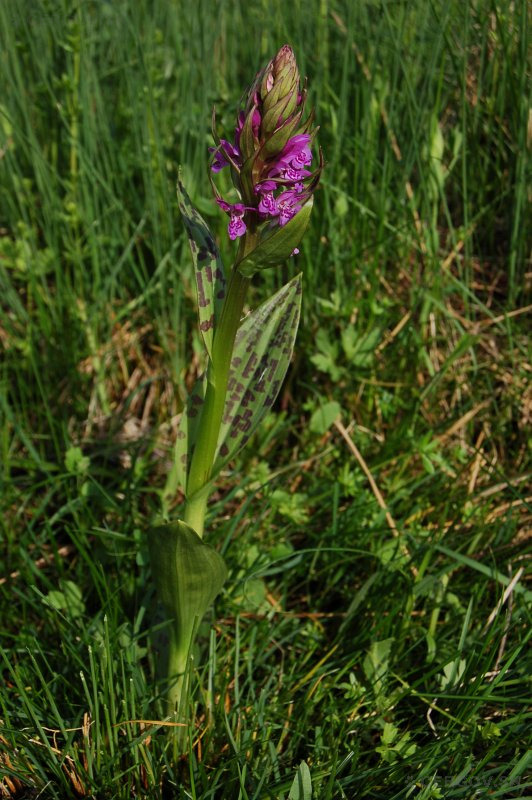 Vstavačovec májový - Dactylorhiza majalis