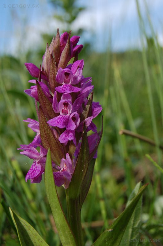 Vstavačovec májový - Dactylorhiza majalis