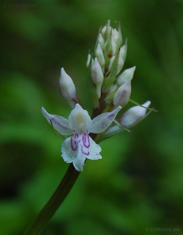 Vstavačovec Fuchsov Soóov - Dactylorhiza fuchsii subsp. sooiana