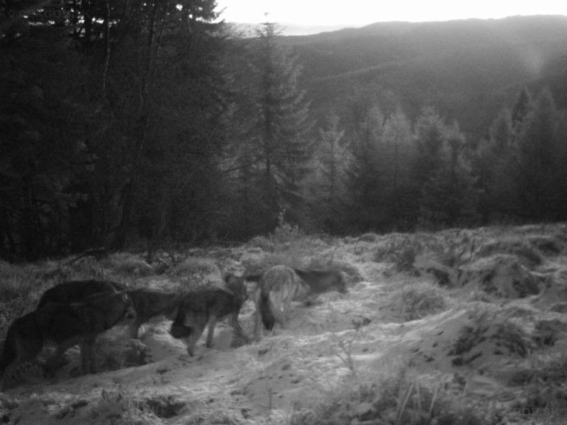 Čergovská svorka zachytená fotopascou. Vlk dravý - Canis lupus