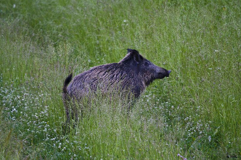 Diviak lesný - Sus scrofa