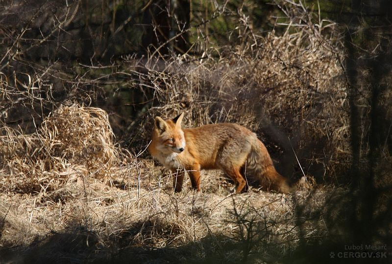 Líška hrdzavá - Vulpes vulpes
