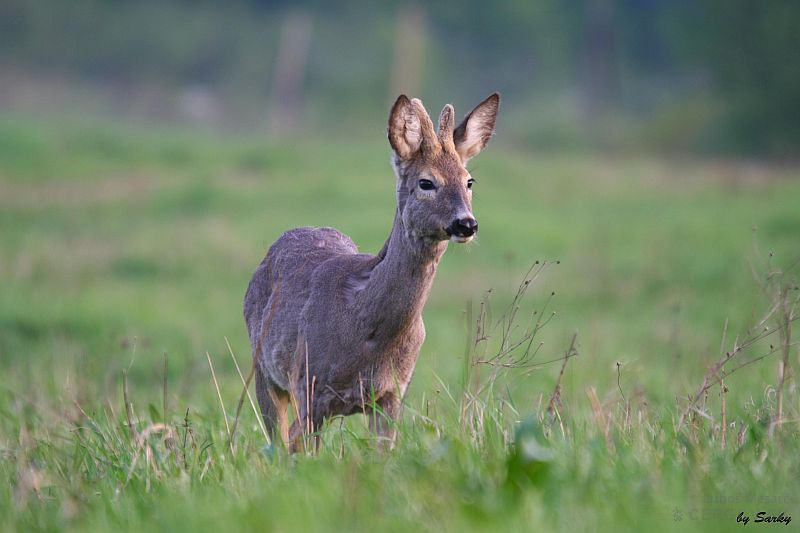 Srnec lesný - Capreolus capreolus