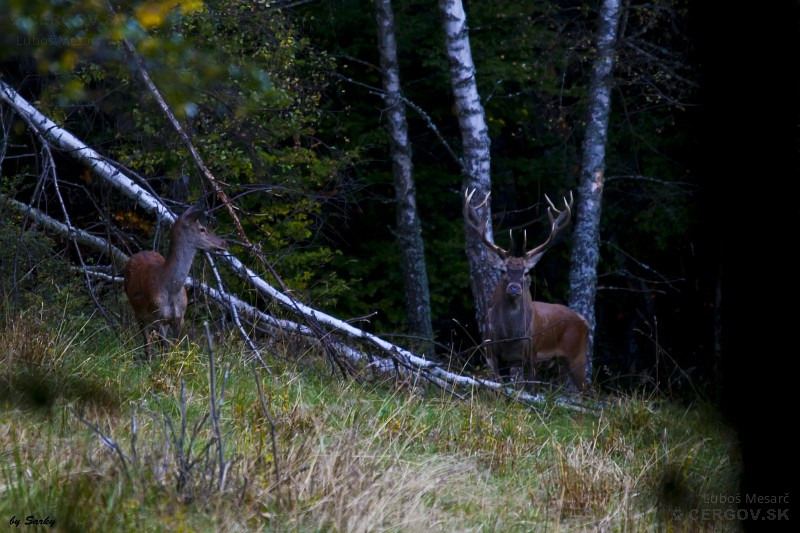 Jeleň lesný - Cervus elaphus