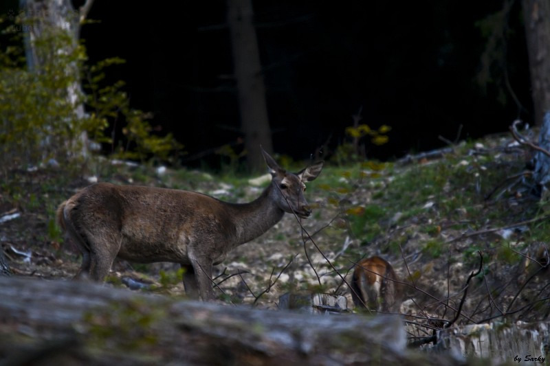 Jeleň lesný - Cervus elaphus