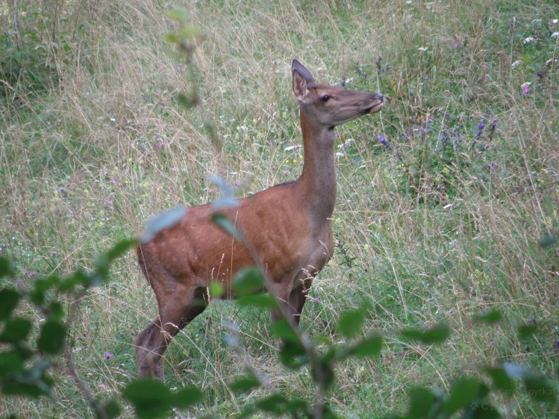 Jeleň lesný - Cervus elaphus. Na Palkovej lúke.