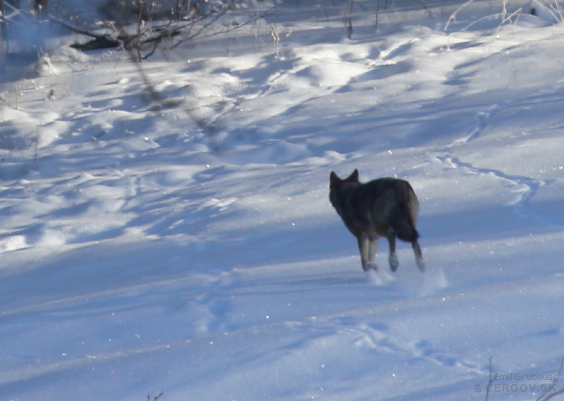 Vlk dravý - Canis lupus