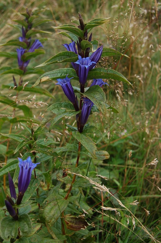 Horec luskáčovitý (Gentiana asclepiadea)