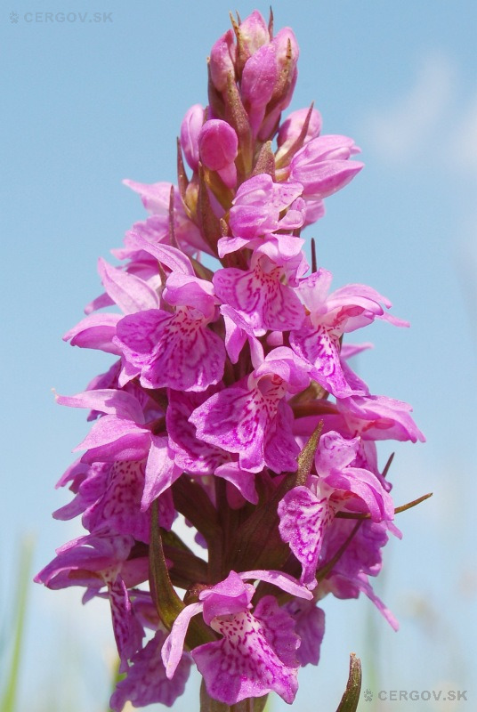 Vstavačovec májový (Dactylorhiza majalis)