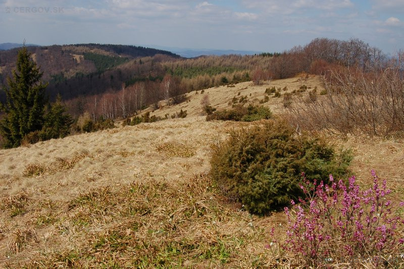 Horská lúka medzi sedlom Lysina a  Veľkou Javorinou