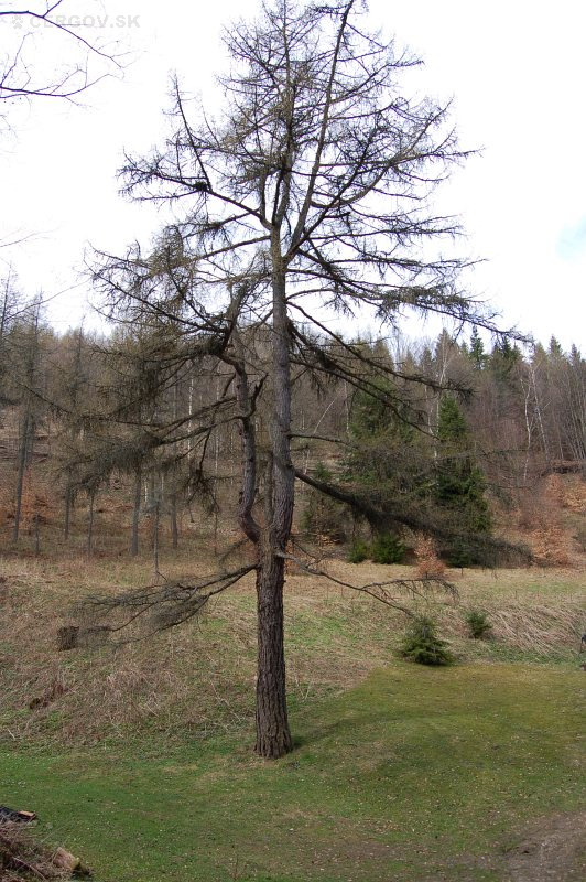 Smrekovec pri bývalej usadlosti Jána a Štefana Starinského