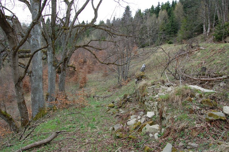 Usadlosť Michala Starinského a vysadené jasene na priedomí