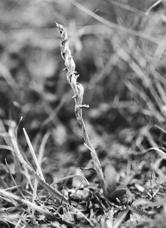 Pokrut jesenný (Spiranthes spiralis) pri obci Jakovany