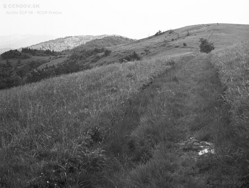 Vrcholové lúky pri predvrchole Minčola