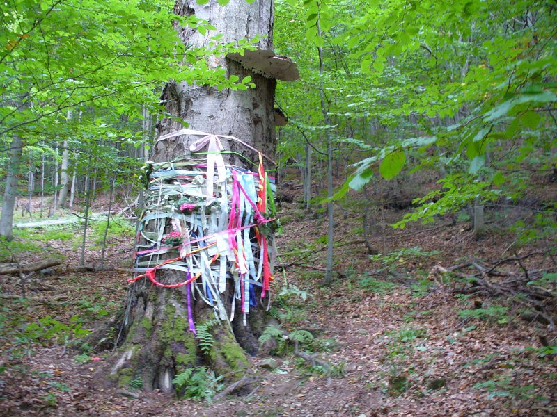 Posvätný buk nad obcou Čirč