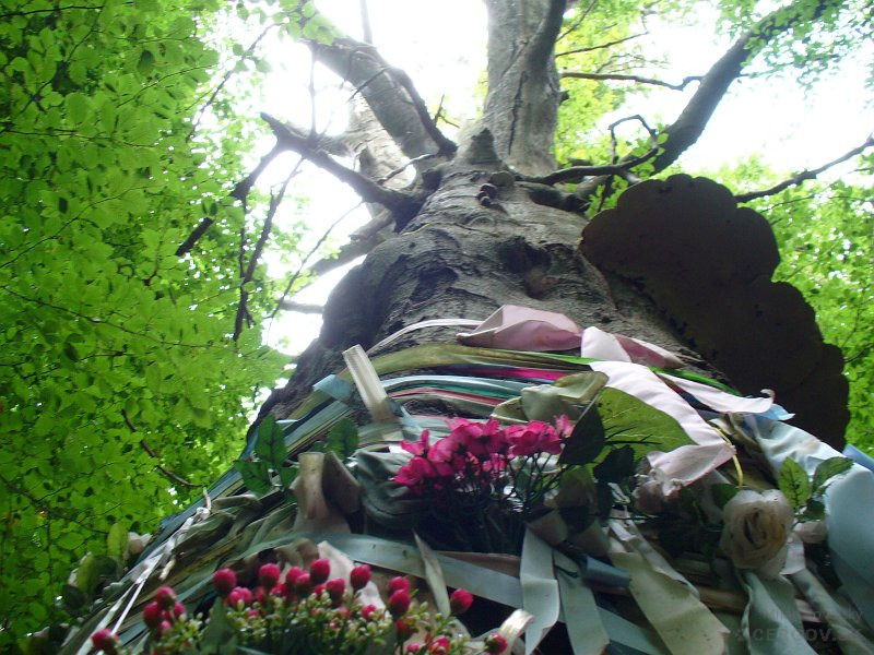 Posvätný buk nad obcou Čirč