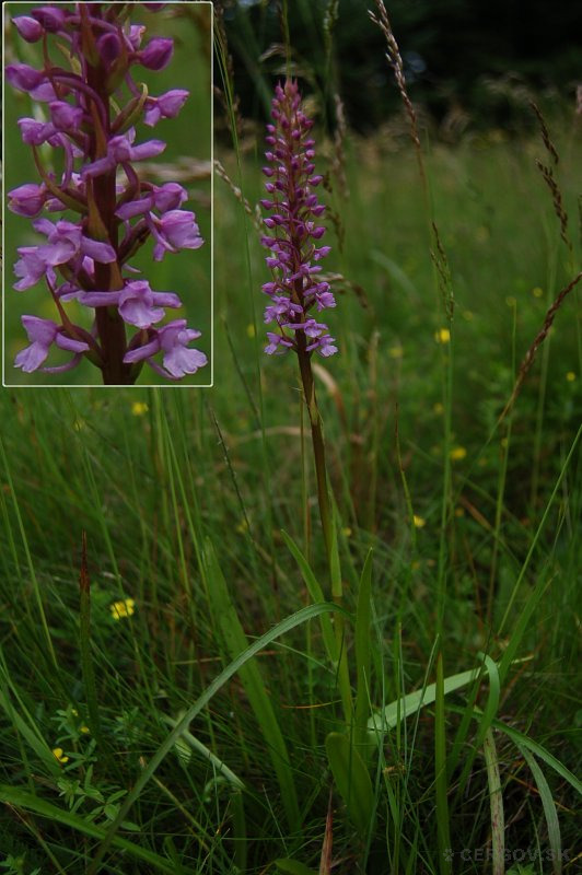 Päťprstnica obyčajná pravá - Gymnadenia conopsea subsp. conopsea