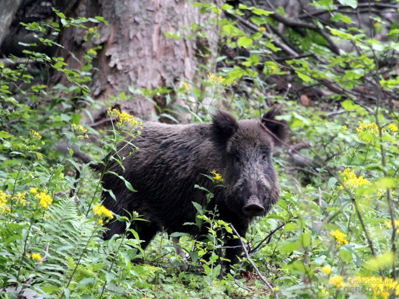 Diviak lesný - Sus scrofa