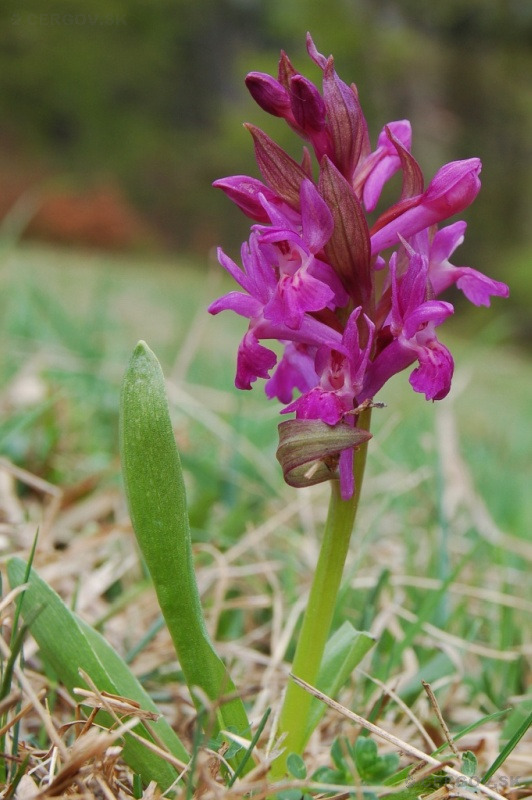 Vstavačovec bazový - Dactylorhiza sambucina