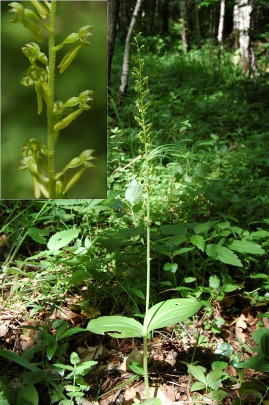 Bradáčik vajcovitolistý - Listera ovata