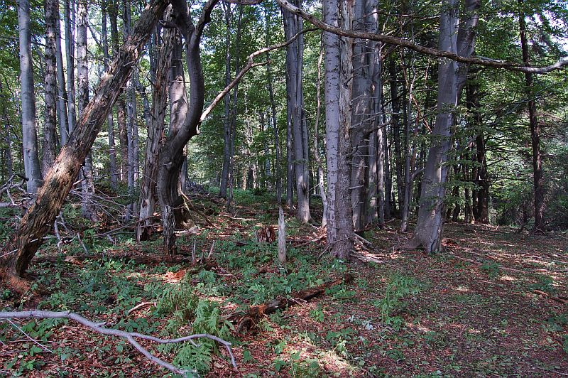 Vrchol Bukového vrchu