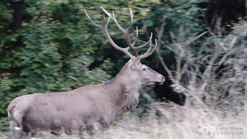 Jeleň lesný - Cervus elaphus