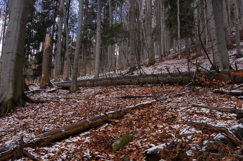120-ročný les v oblasti Blaňarová