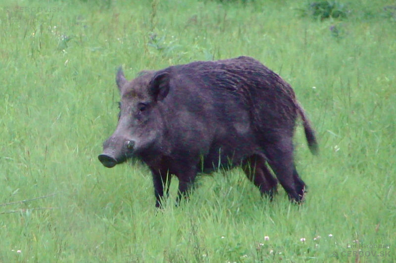 Diviak lesný - Sus scrofa