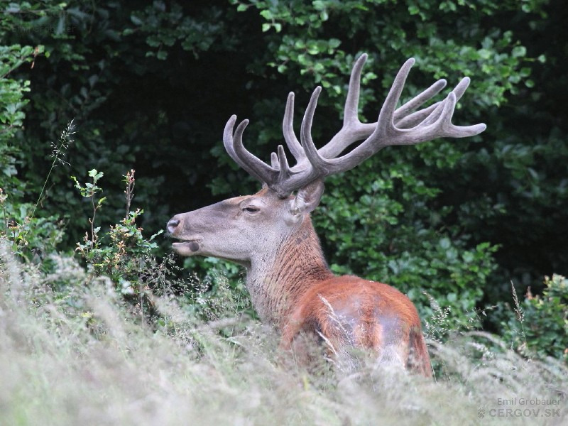 Štrnástorák. Jeleň lesný - Cervus elaphus