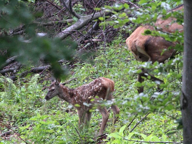Jelienča. Jeleň lesný - Cervus elaphus