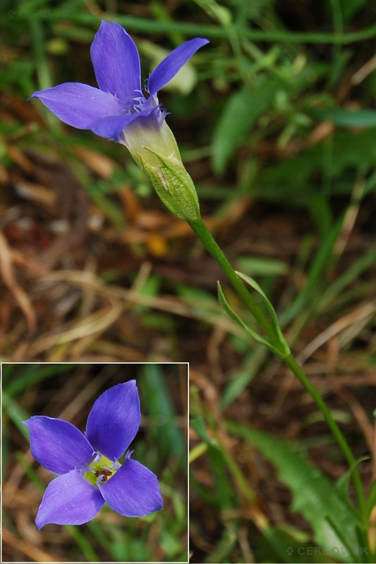 Pahorec brvitý - Gentianopsis ciliata