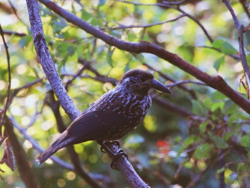 Orešnica perlavá - Nucifraga caryocatactes