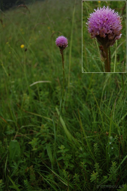Pavstavač hlavatý - Traunsteinera globosa